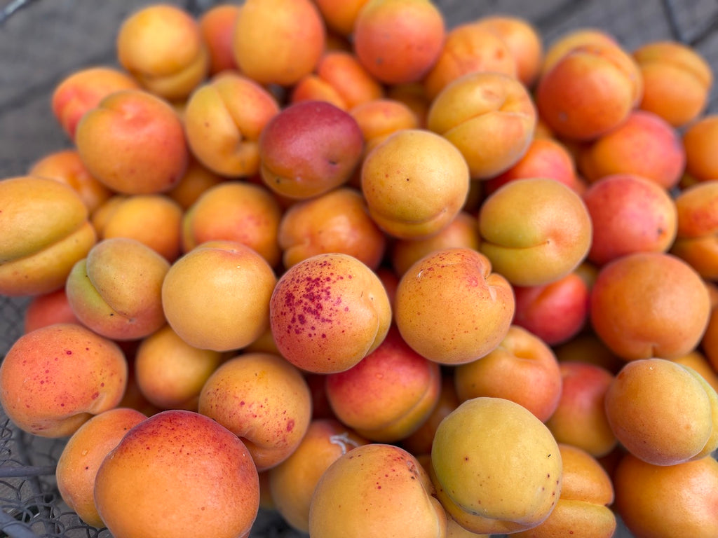 COMPOSTA DI ALBICOCCHE