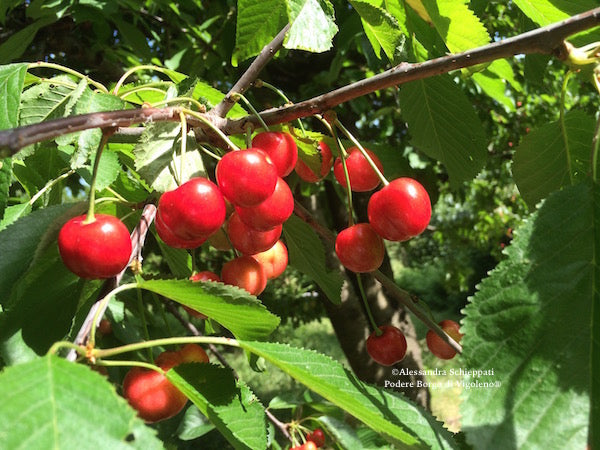 COMPOSTA DI CILIEGIE
