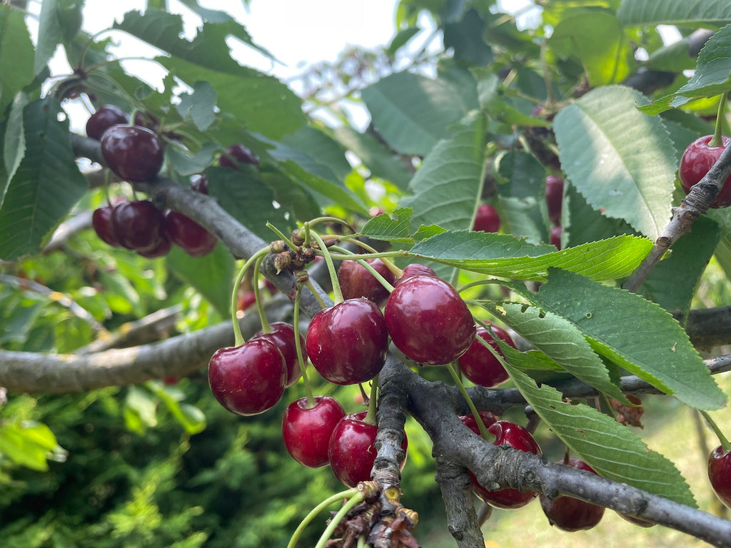 COMPOSTA DI CILIEGIE