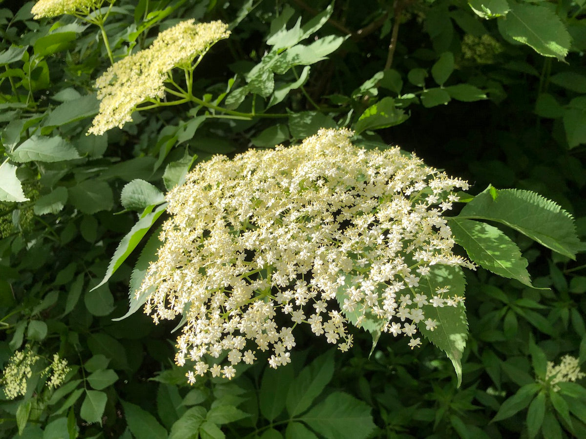FIORI DI SAMBUCO SCIROPPO