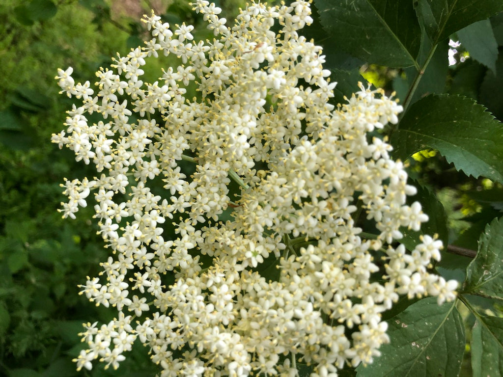 FIORI DI SAMBUCO SCIROPPO