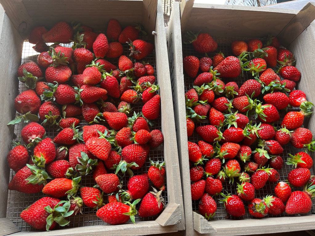 FRAGOLE FRESCHE