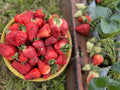 COMPOSTA MELE & FRAGOLE