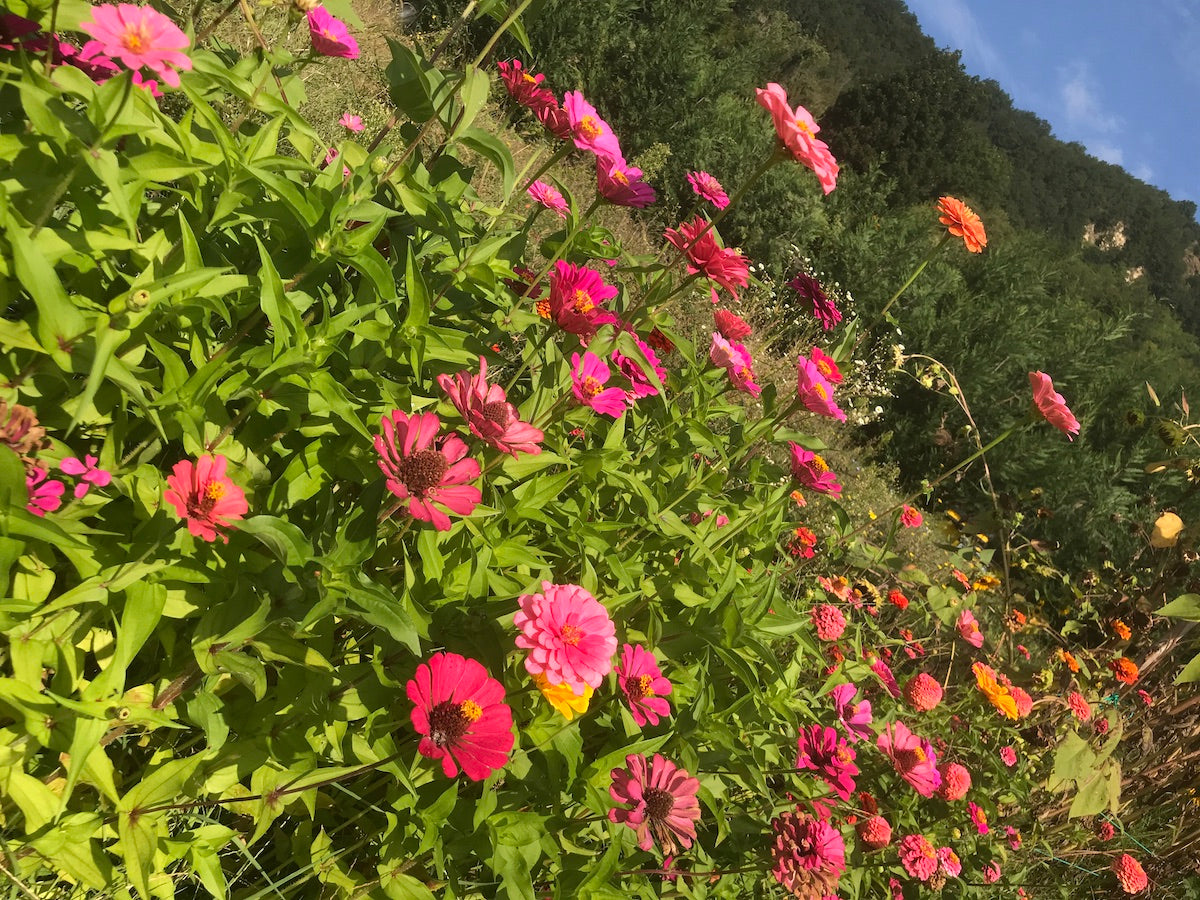 MAZZI DI FIORI FRESCHI