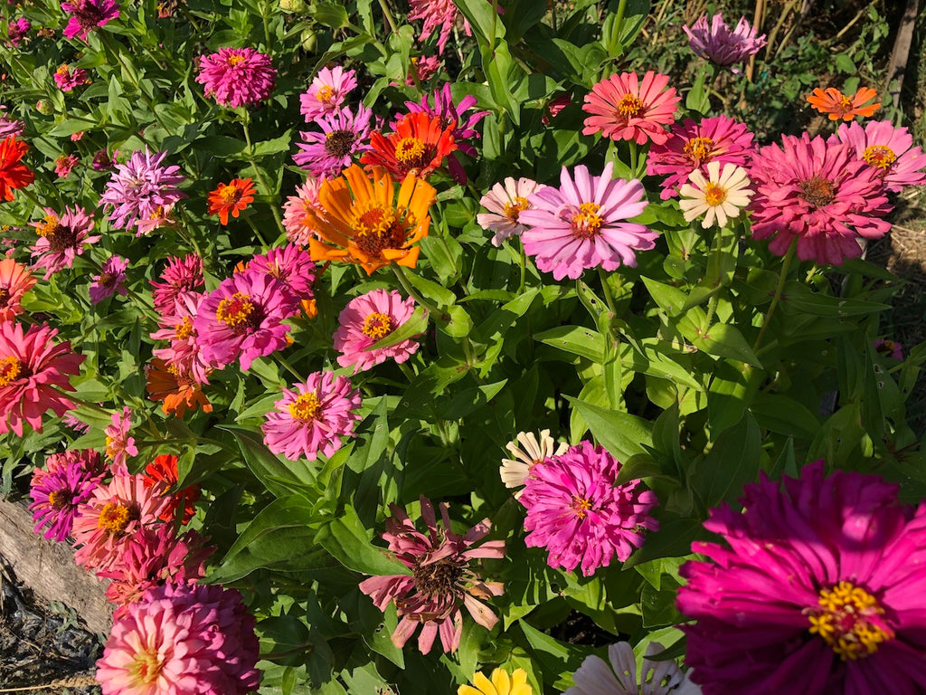 MAZZI DI FIORI FRESCHI
