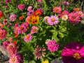 MAZZI DI FIORI FRESCHI
