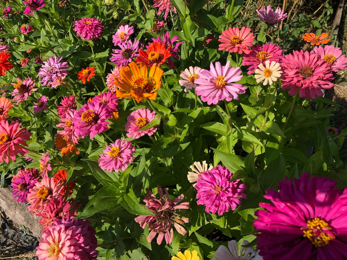 MAZZI DI FIORI FRESCHI