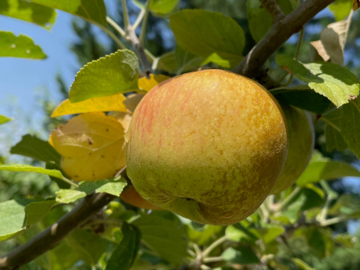 SUCCO DI MELE ANTICHE