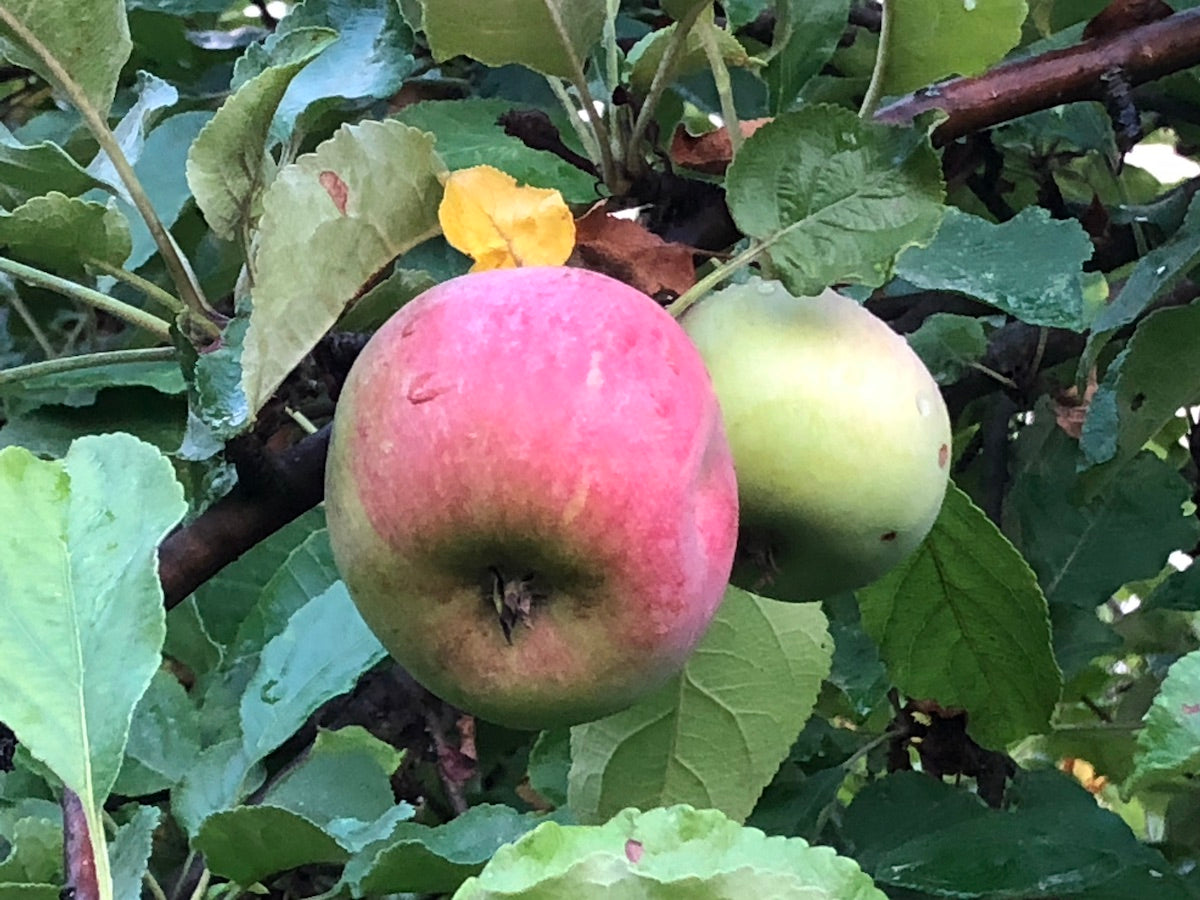 COMPOSTA MELE & CANNELLA