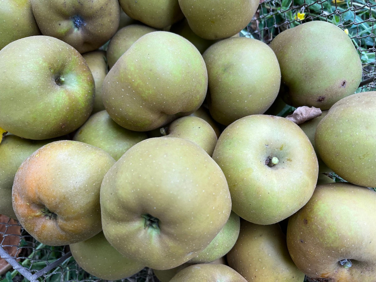 COMPOSTA DI MELA RENETTA