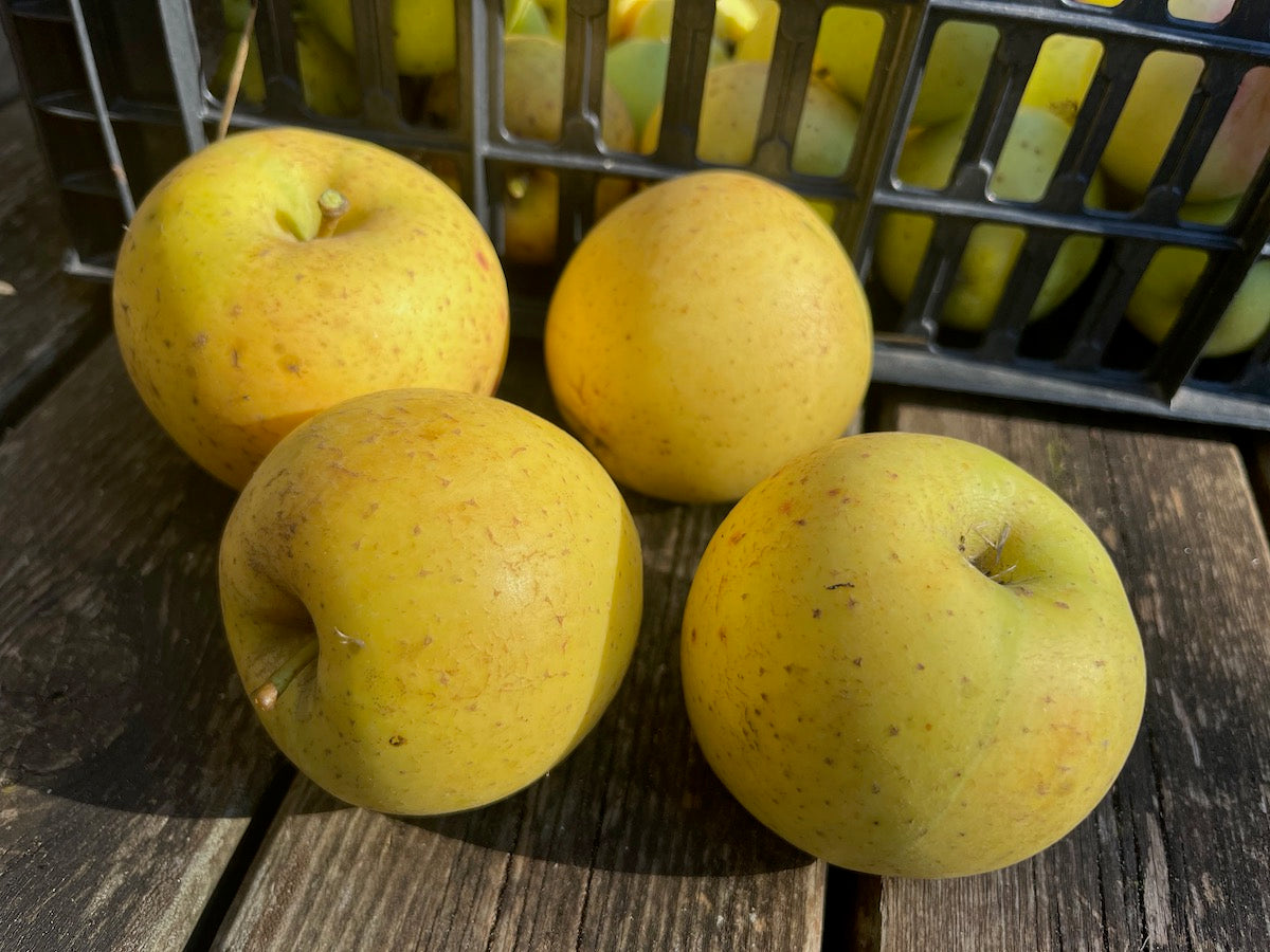 COMPOSTA DI MELA RENETTA