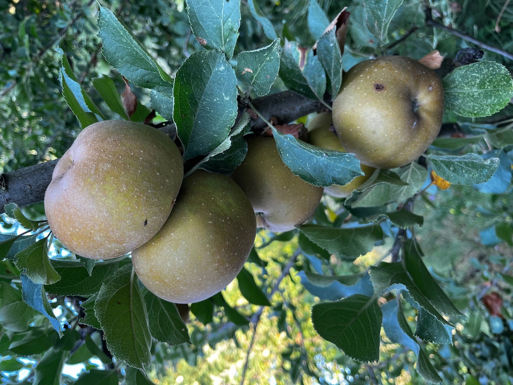 COMPOSTA MELE & CANNELLA