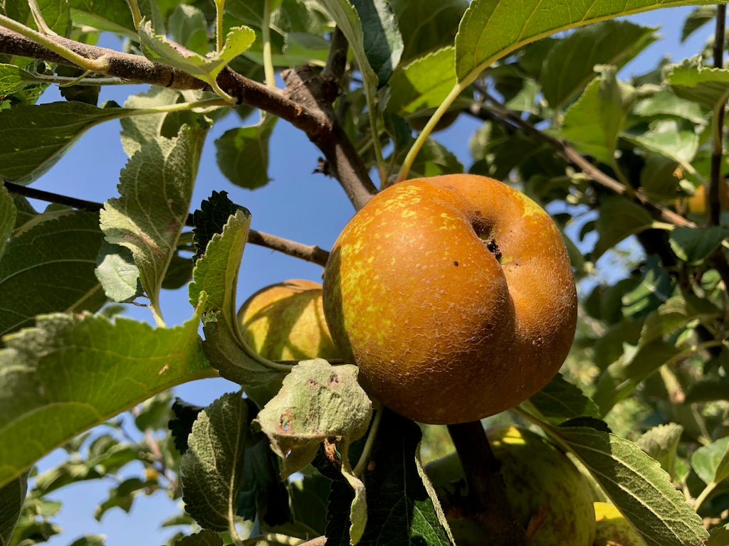 COMPOSTA MELE & CANNELLA