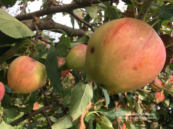 COMPOSTA MELE & CANNELLA