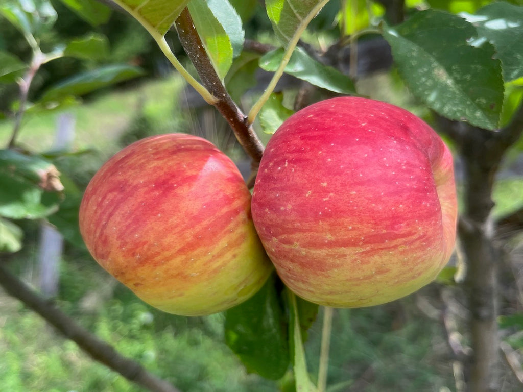 COMPOSTA DI MELA CAMPANINA