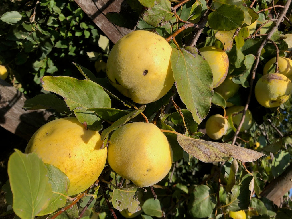 COMPOSTA DI MELE COTOGNE