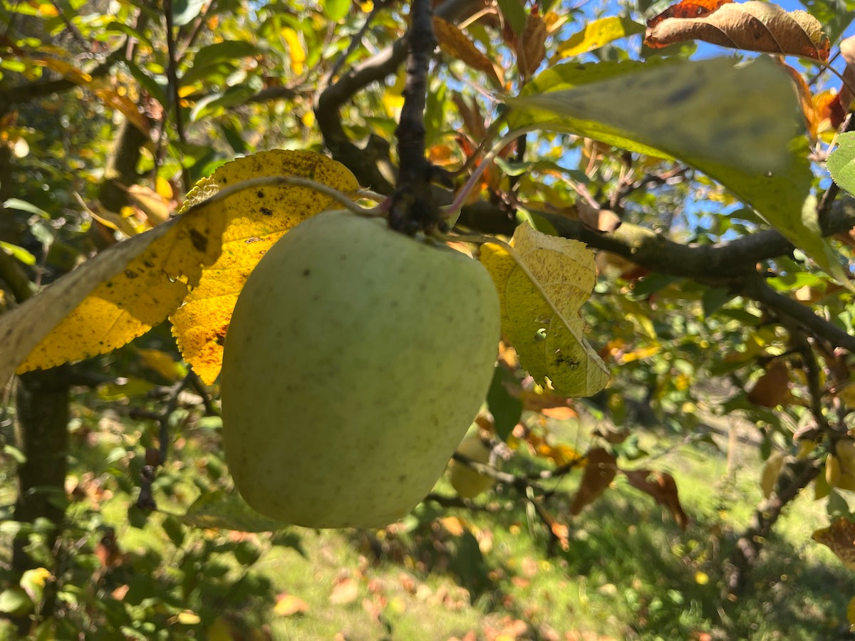 COMPOSTA DI MELA LIMONCELLA