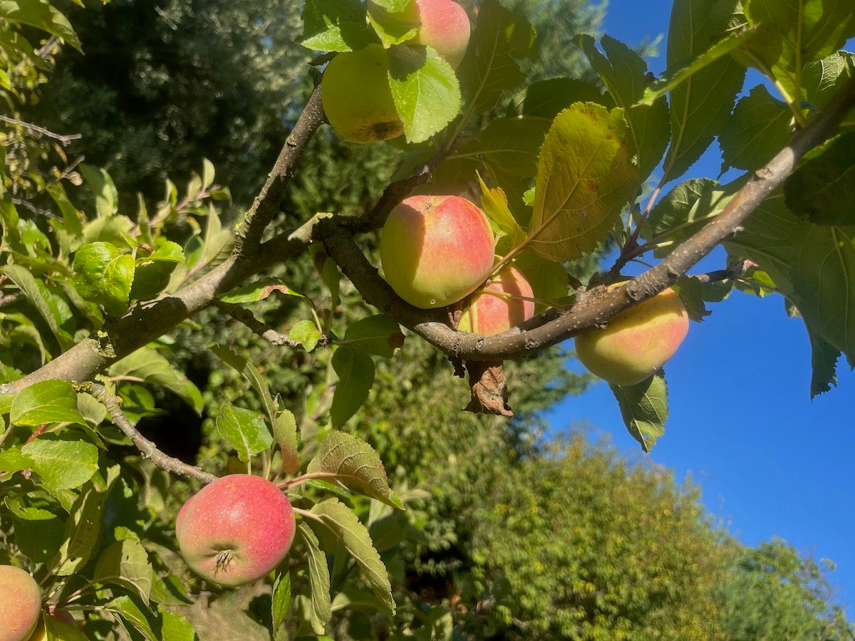 COMPOSTA DI MELA CAMPANINA
