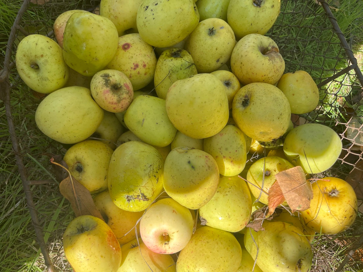 COMPOSTA DI MELA LIMONCELLA