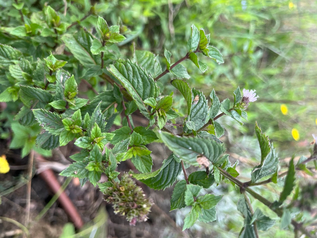 MENTA PIPERITA SCIROPPO