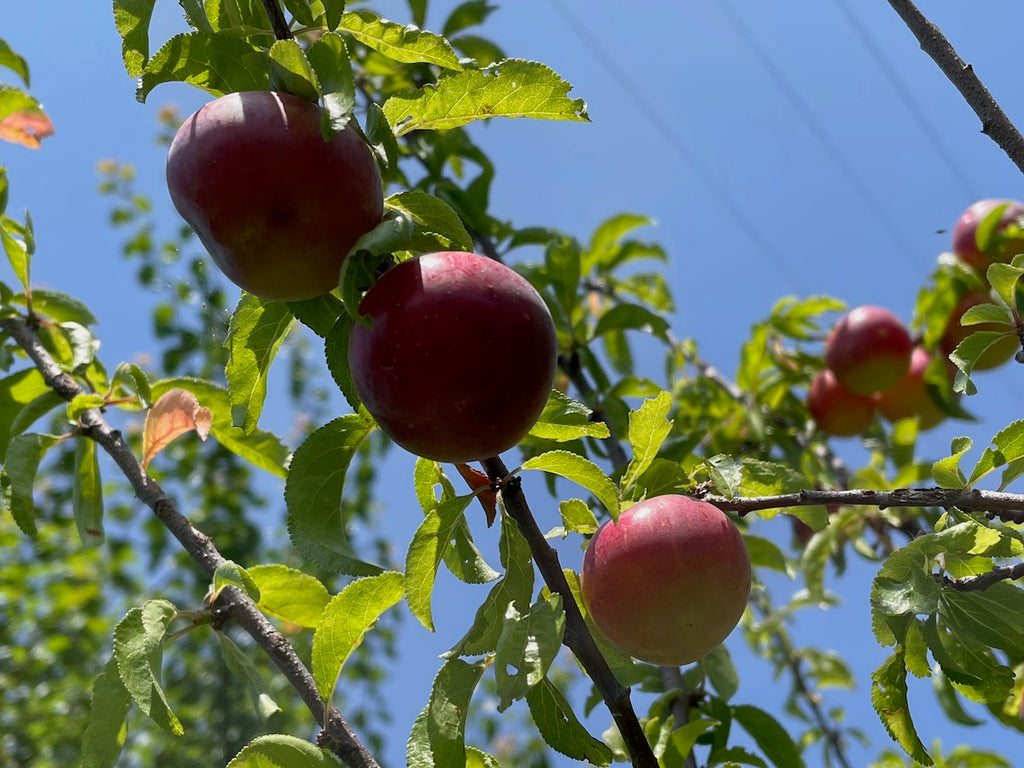 COMPOSTA DI MIRABOLANI