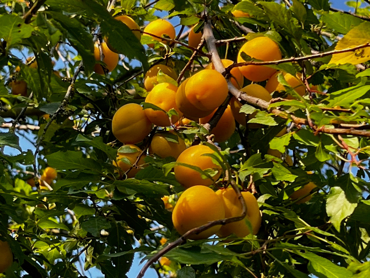 COMPOSTA DI MIRABOLANI