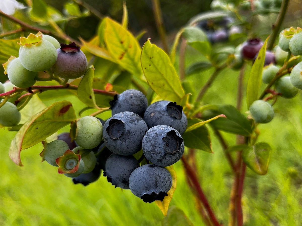 COMPOSTA DI MIRTILLI