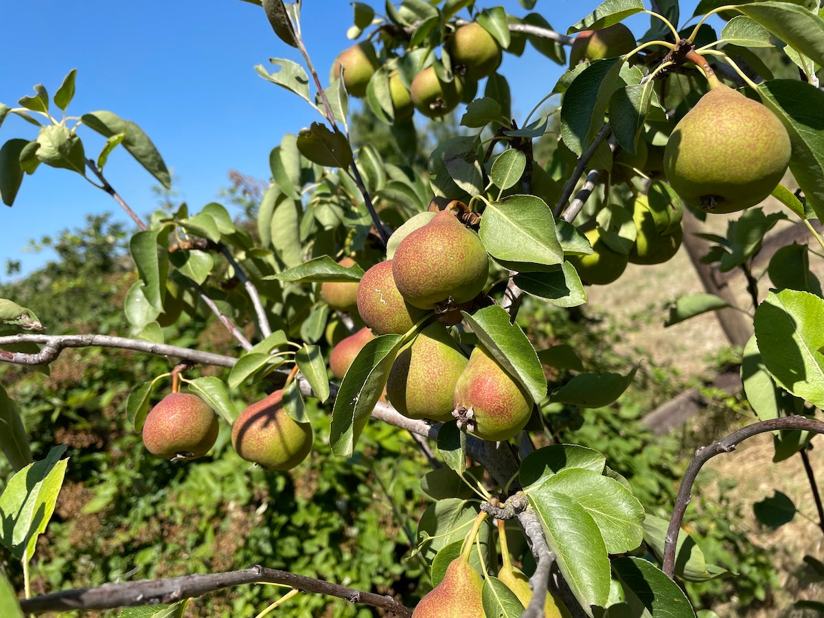 COMPOSTA DI PERA COCOMERINA