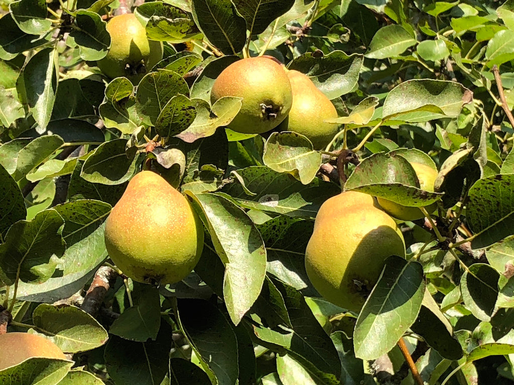 COMPOSTA PERE & LAVANDA