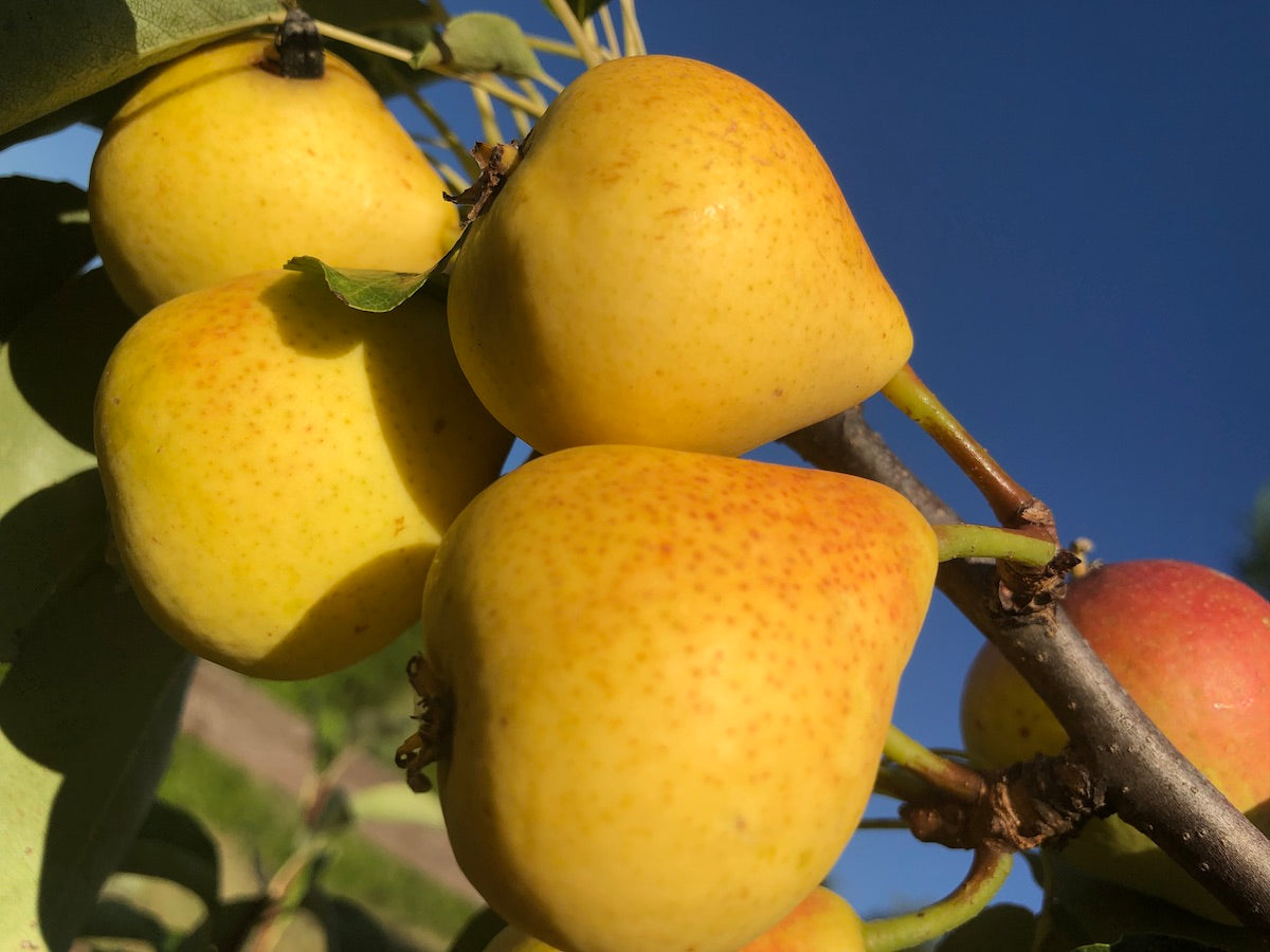 COMPOSTA PERE & SUSINE