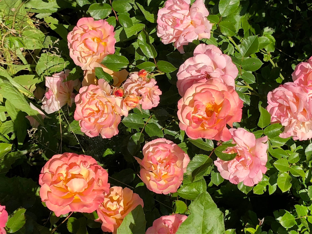 SCIROPPO DI PETALI DI ROSA