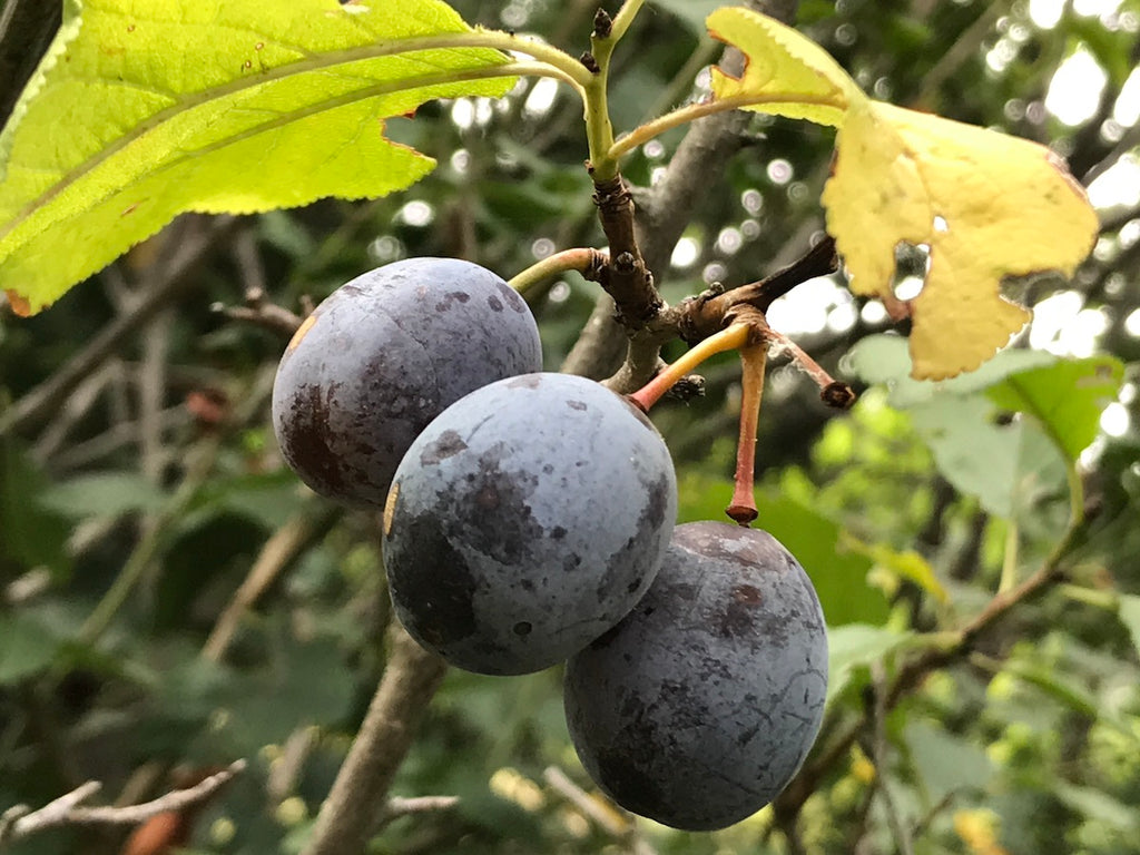 COMPOSTA DI SUSINE RAMASSIN