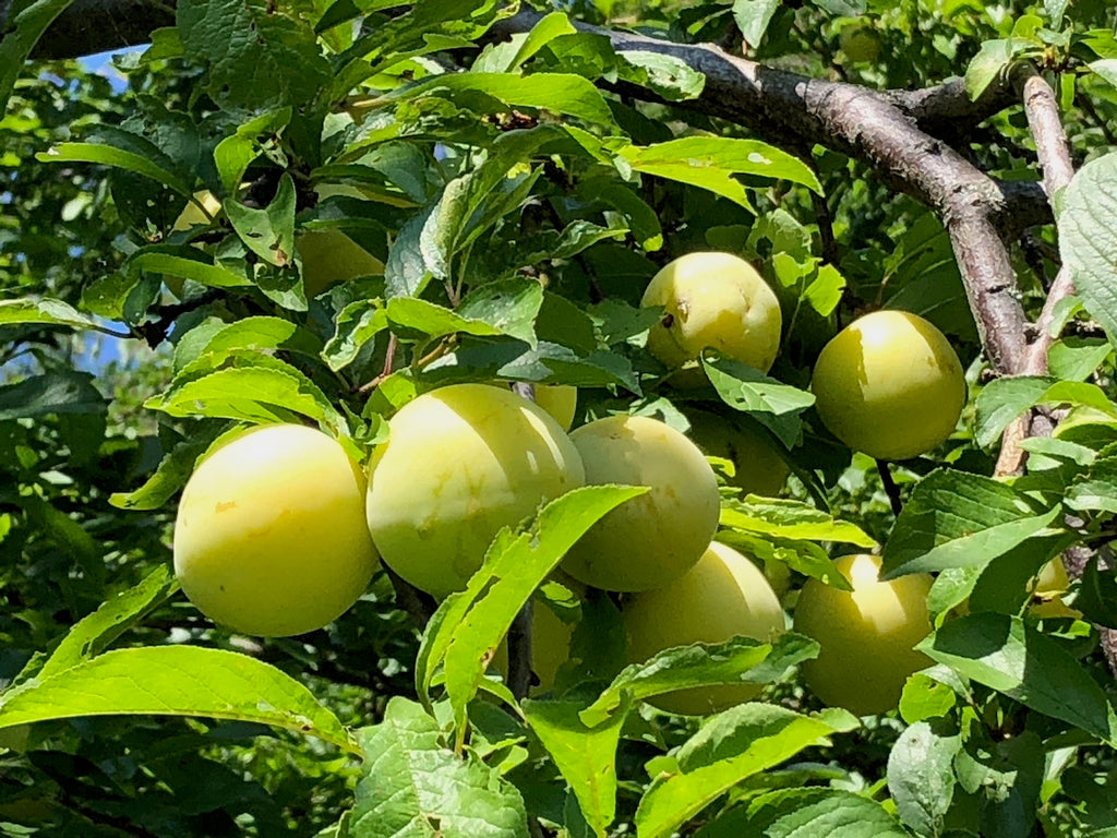 COMPOSTA PERE & SUSINE