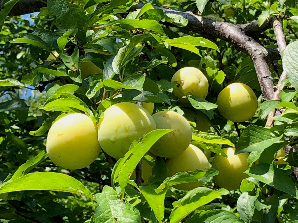 COMPOSTA PERE & SUSINE