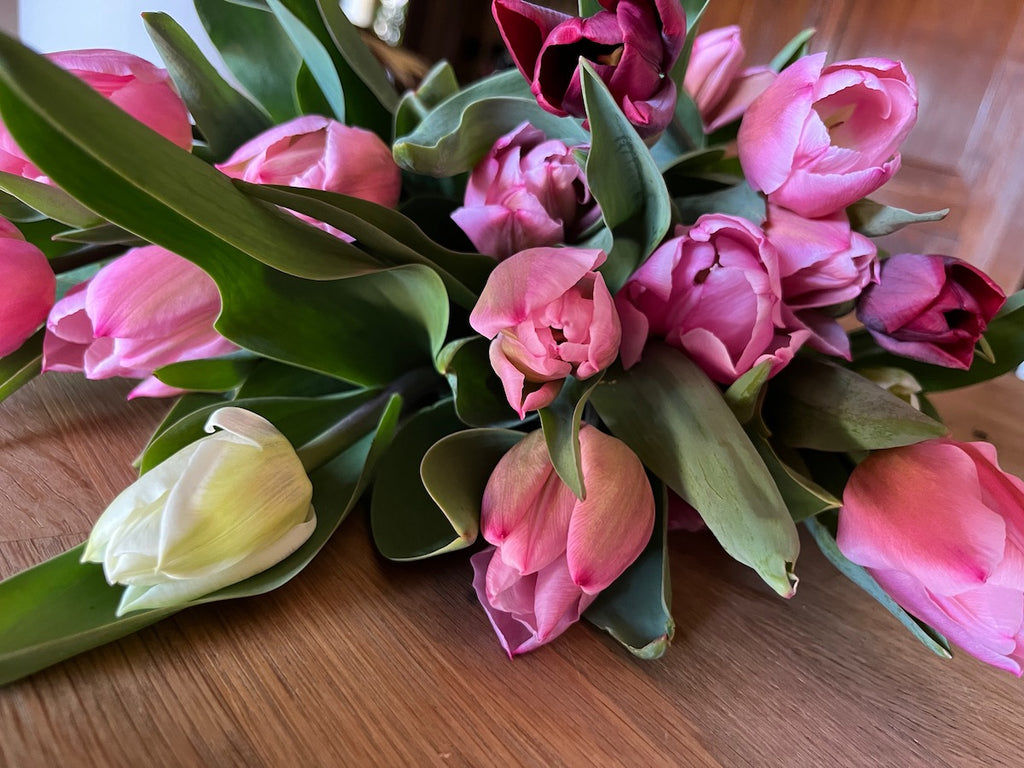 TULIPANI FRESCHI